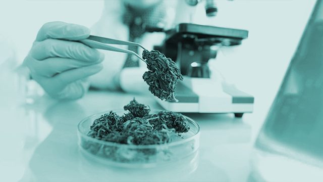 CBD Extraction and Quality Control